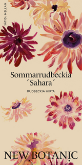 Sommarrudbeckia  ´Sahara´