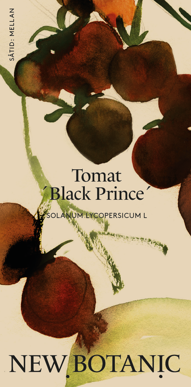 Tomat 'Black Prince'