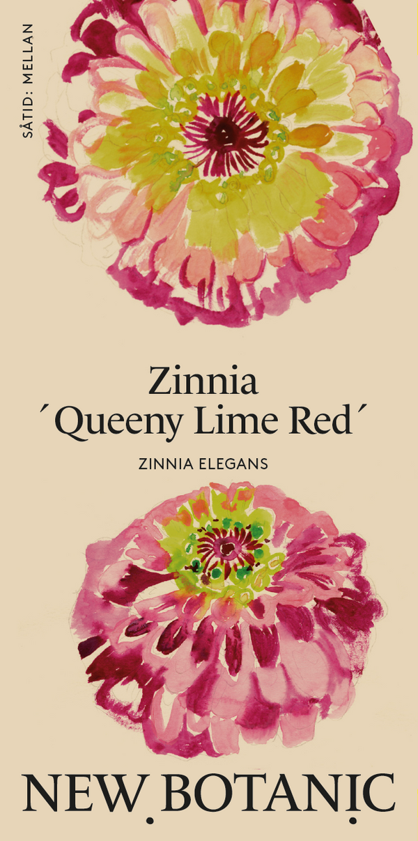 Zinnia  ´Queeny Lime Red´