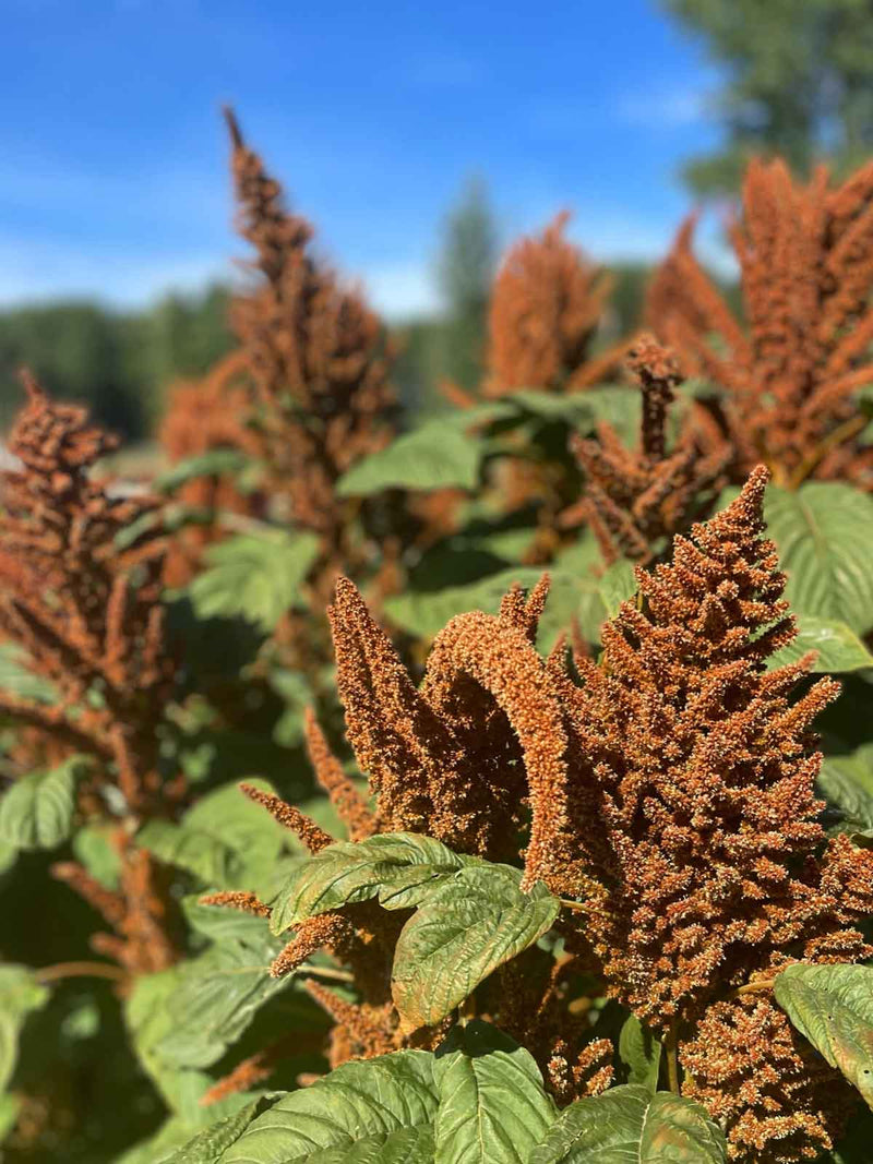 Blodamarant 'Hot Bisquit'