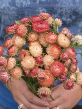 Nyhet! Eternell 'Apricot Peach Mix'