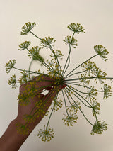 Dill 'Vierling'