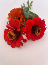 Zinnia ´Orange King´