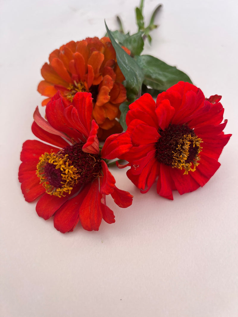 Zinnia ´Orange King´