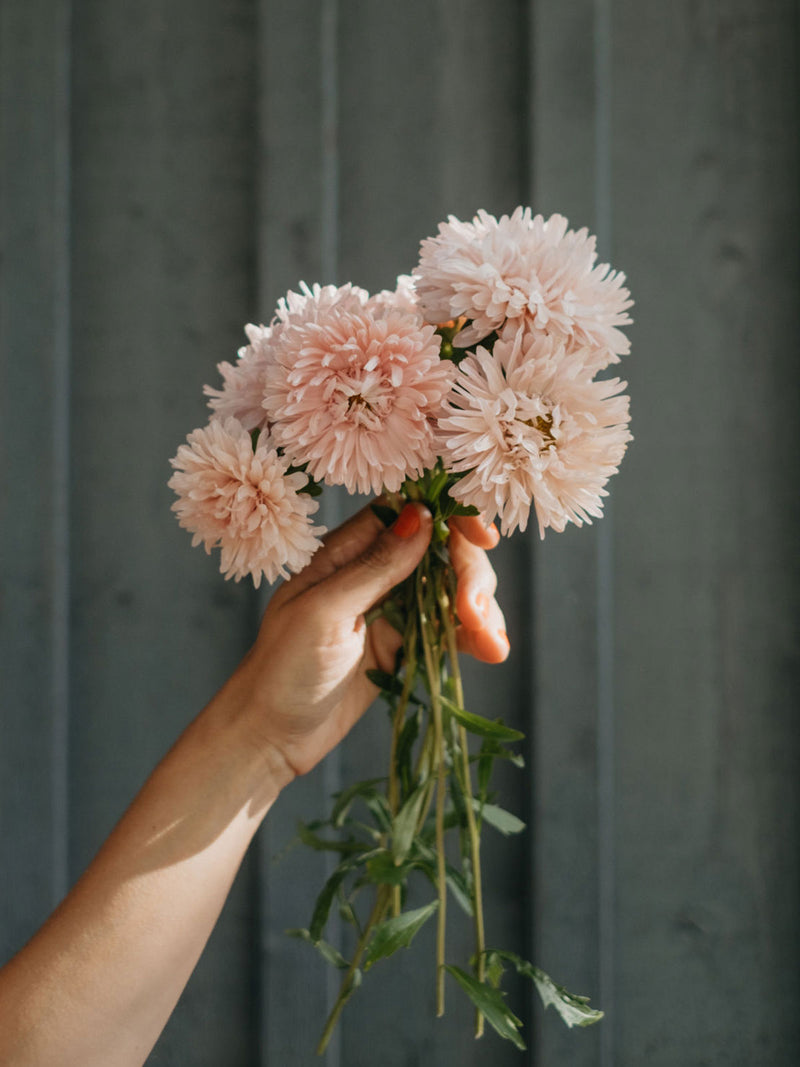 Aster ´King Size Apricot´