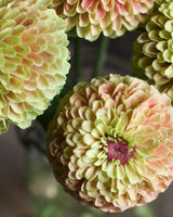 Zinnia ´Queeny Lime with blush´