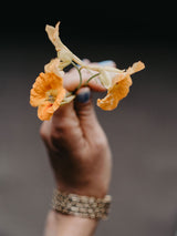 Buskkrasse ´Tip Top Apricot'