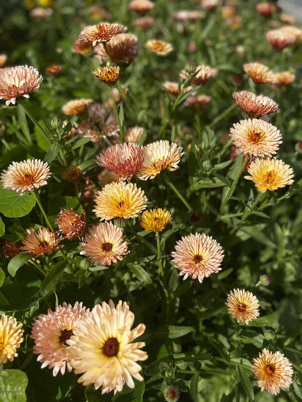 Ringblomma 'Orange Flash'