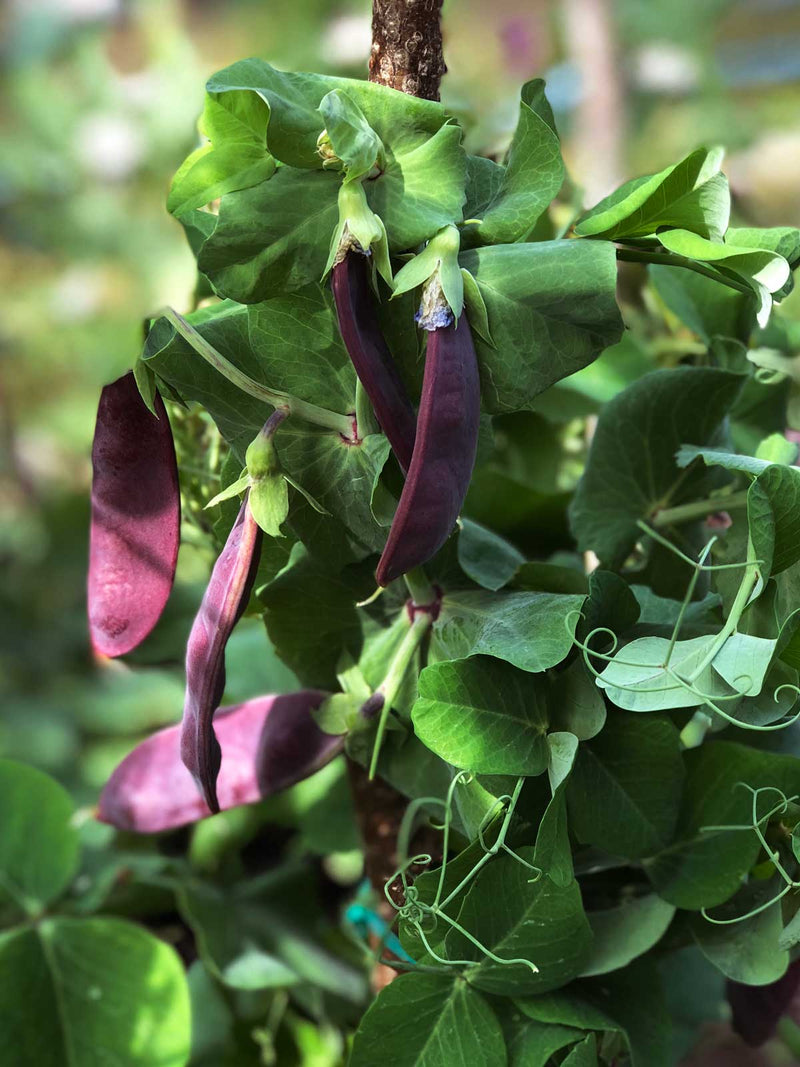 Garden Deco Collection - För den som vill skapa en vacker köksträdgård