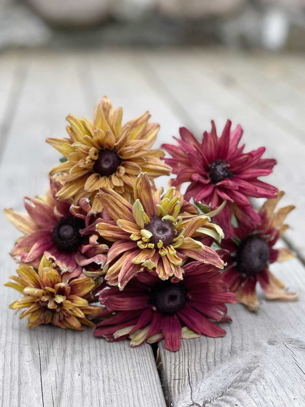 Sommarrudbeckia  ´Sahara´