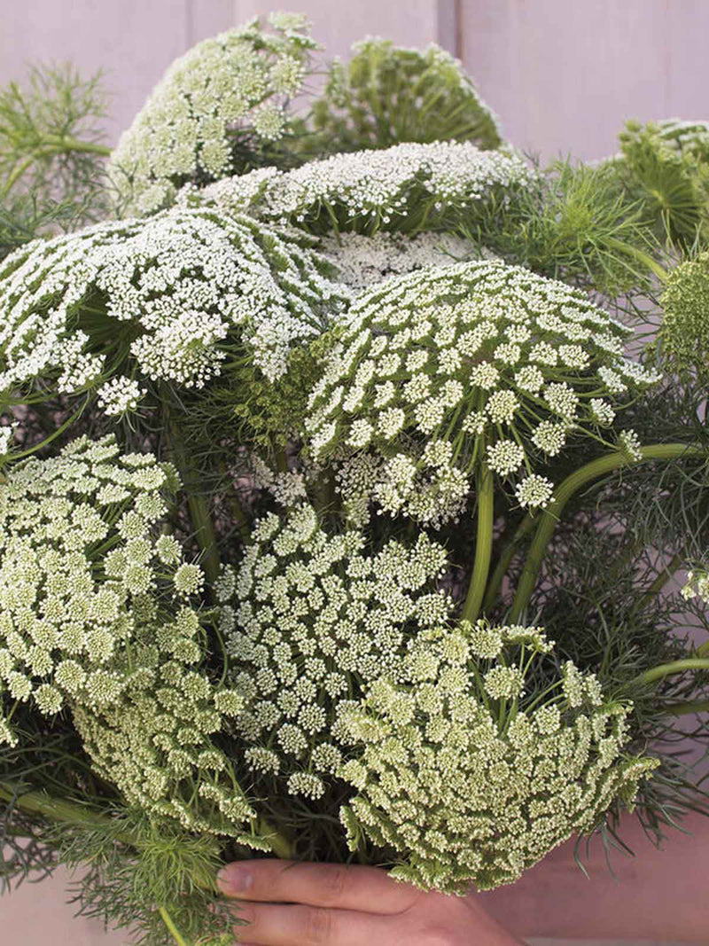 Lace Bouquet Collection