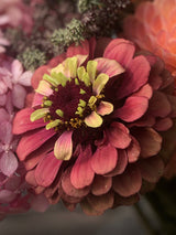 Zinnia ´Queeny Lime Red´